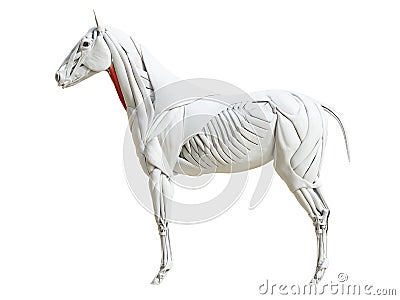 The equine muscle anatomy - sternocephalicus Cartoon Illustration