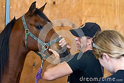 Equine osteopath diagnoses patient Editorial Stock Photo