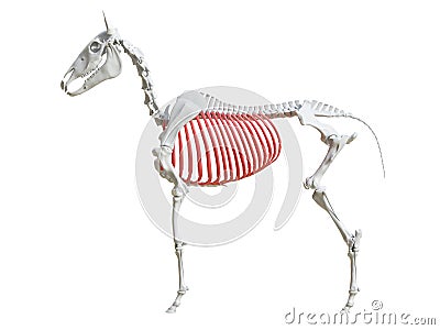 The equine skeleton - ribs Cartoon Illustration