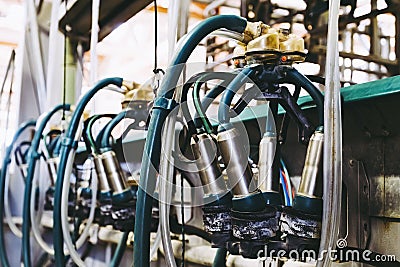 Equipment for automated milking of cows in a dairy Stock Photo
