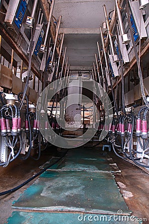 Barn parlor for milking dairy animals Editorial Stock Photo