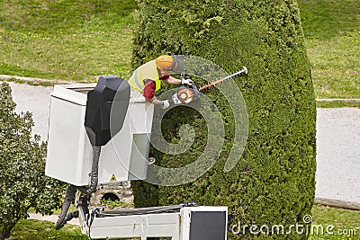 Equipped worker pruning a tree on a crane. Gardening Stock Photo