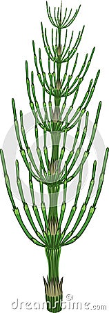 Equisetum arvense horsetail green plant on white background Stock Photo