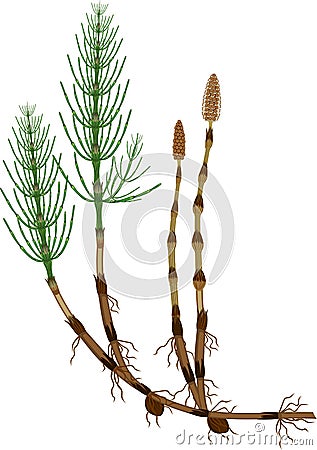 Equisetum arvense horsetail sporophyte with fertile and sterile stems, tuber and rhizome Stock Photo