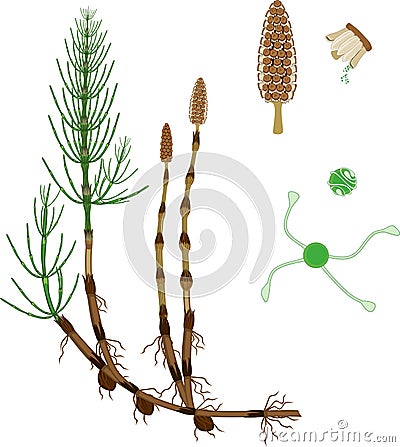 Equisetum arvense horsetail sporophyte with strobilus, sporangiophore and spore with uncoiled elaters Stock Photo