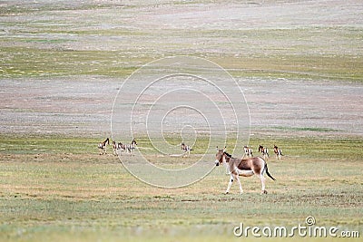 Equus kiang, wild ass in golmud Stock Photo