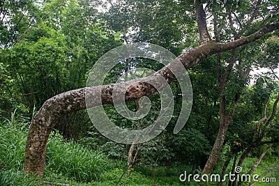 The old `no child` tree recalls the years of washing clothes with peel! Editorial Stock Photo