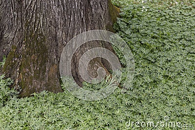 Ranunculaceae plant like carpet around the tree root Stock Photo