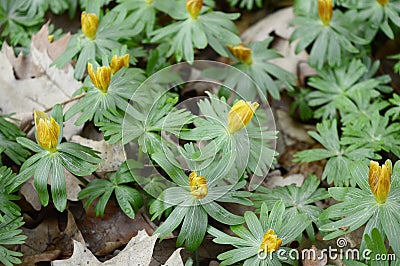 Eranthis hyemalis with yellow flowers Stock Photo