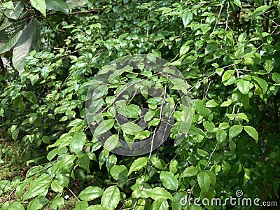 Ilex at the Erbazi Botanical Garden in Ankeng, Taipei Stock Photo