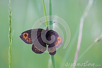 Erebia medusa (Woodland Ringlet) butterfly of the family Nymphalidae. Stock Photo