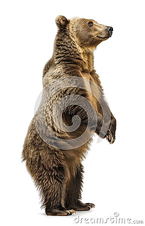 Erect brown bear side view on white Stock Photo