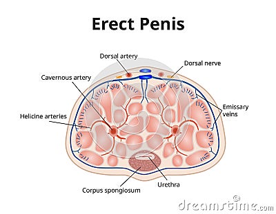 Erect penis anatomy. Illustration of male erection physiology Vector Illustration