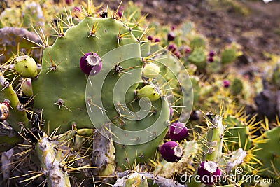 Erect prickly pear flower on the hill at daylight Stock Photo