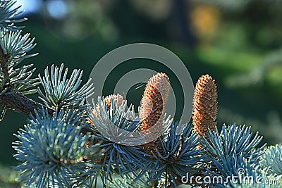 Erected mature cones of coniferous Fir tree, latin name Abies, possibly Abies Alba or Abies Concolor Stock Photo