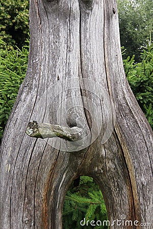 Erection - bizarrely shaped tree branch looking like a phallus Stock Photo