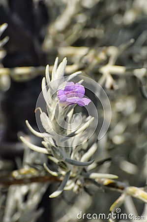 Eremophila nivea, commonly known as silky eremophila, is a flowering plant in the figurative family, endemic to Western Australia Stock Photo