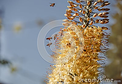 Eremurus flower. Bees collect pollen. Blue background Stock Photo