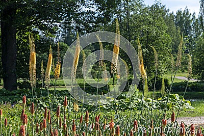 Eremurus flower, Foxtail lilies, Desert Candles. Floristry concept Stock Photo