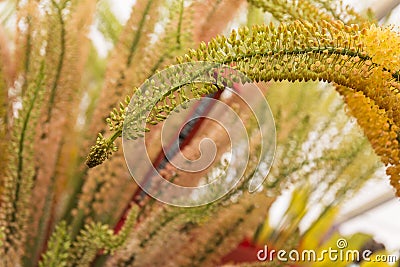 Eremurus, Foxtail Lilly Stock Photo