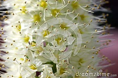 Eremurus himalaicus, foxtail lily, Himalayan Desert Candle Stock Photo