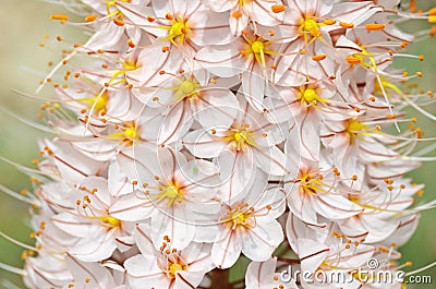 Eremurus olgae flower closeup Stock Photo