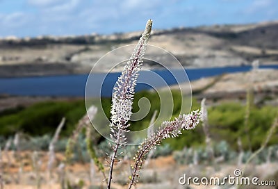 Eremurus Stock Photo