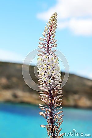 Eremurus Stock Photo