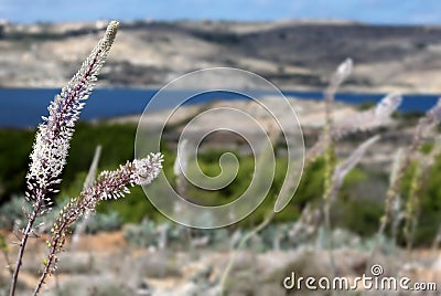 Eremurus Stock Photo