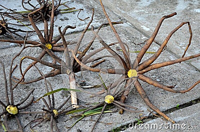 Tall imposing perennial with a high cylindrical inflorescence of root tubers are edible after cooking, resembling octopuses or Stock Photo