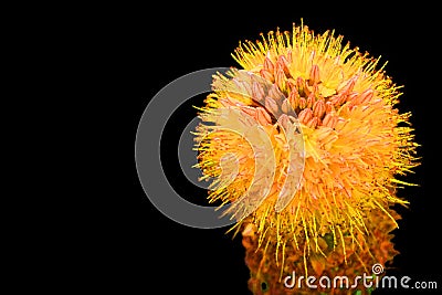 Eremurus stenophyllus, the narrow-leaved foxtail lily, Stock Photo