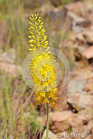 Eremurus stenophyllus, the narrow-leaved foxtail lily flower Stock Photo