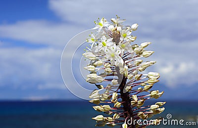 Eremurus Stock Photo