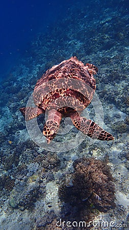 Hawksbill sea turtle underwater on a Coral reef of indonesia north of gili trawangan and gili air lombok bali Stock Photo