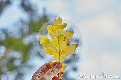 Erf holds an oak leaf Stock Photo