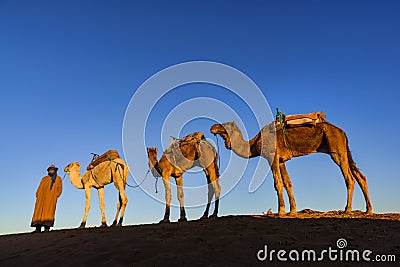 Dromedary caravan at sunrise in Erg Chegaga, Morocco Editorial Stock Photo