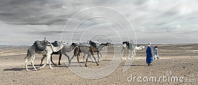 ERG CHIGAGA, MOROCCO - OCTOBER 20 2020: Camel caravan in Sahara Desert, Africa. Stock Photo