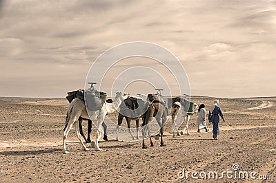 ERG CHIGAGA MOROCCO - OCTOBER 20 2020: Camel caravan in Sahara Desert Africa. Editorial Stock Photo