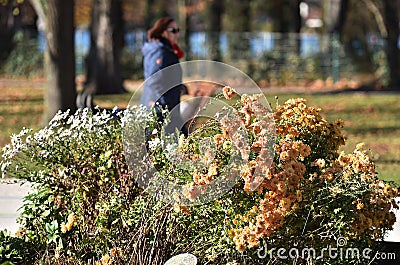 Outdoor recreation in the Salzkammergut during the lockdown in Austria Europe Editorial Stock Photo