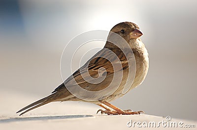 Eric the Sparrow Stock Photo