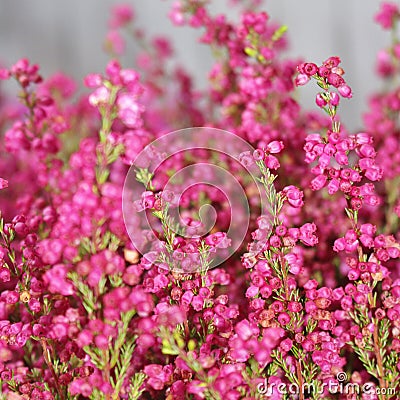 Erica gracilis Stock Photo