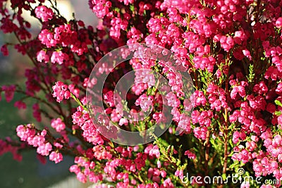 Erica gracilis Stock Photo