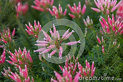 Erica ventricosa, Franschhoek heath, Porcelain heath, Italian heather, Giant heather and Wax heath. Ornamental plant for landscape Stock Photo