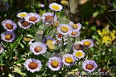 Beautiful flowers of Erigeron Alpinus in the park. Stock Photo
