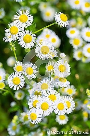 Erigeron annuus closeup Stock Photo