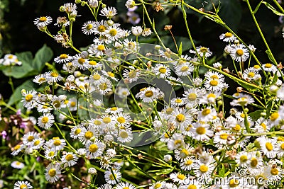 Erigeron annuus known as annual fleabane, daisy fleabane, or eastern daisy fleabane Stock Photo