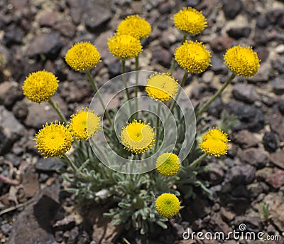 Erigeron Aphanactis Stock Photo