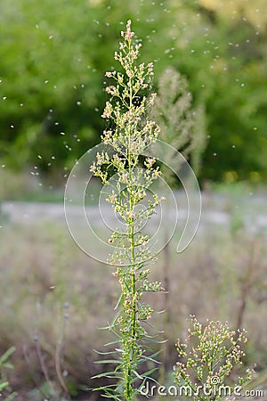 Erigeron Canadensis Plant Stock Photo