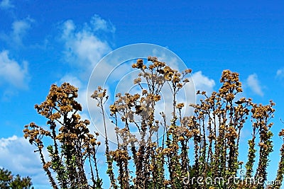 Erigeron canadensis under blue sky Stock Photo