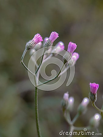 Erigeron divergens flowers on green blurred background Stock Photo